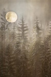Winterse bos bij maanlicht door Christina Sillen