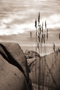 Riet aan zee door Christina Sillen