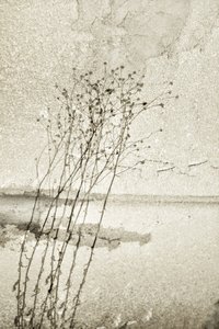 Rustieke botanische studie door Christina Sillen
