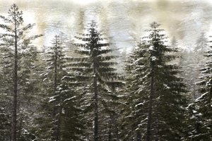  door Christina Sillen