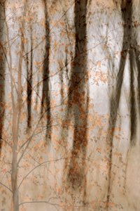 Zachte herfstbossen door Christina Sillen