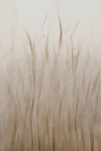 Zachtbeige gras door Christina Sillen