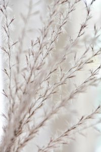 Zachte botanische rust