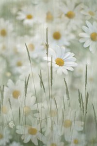 Zacht madeliefjesveld door Christina Sillen