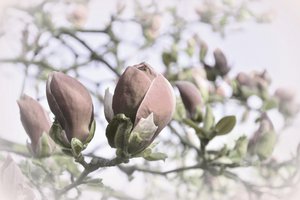 Zachte magnoliaknoppen door Christina Sillen