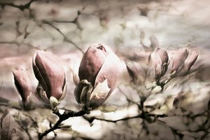 Zachte magnoliaknoppen door Christina Sillen