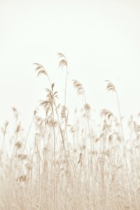 Zacht wuivend riet door Christina Sillen