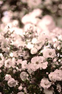 Zachte witte rozen door Christina Sillen