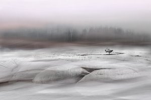 Eenzame winterboom door Christina Sillen