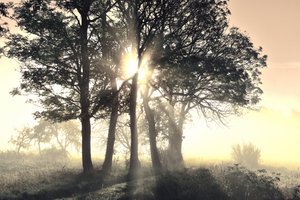 Zonovergoten, mistige bomen door Christina Sillen