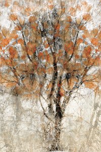 Herfstboom met textuur