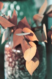 Warme herfstbladeren door Christina Sillen