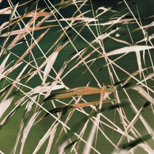 Whispering Reeds – Samenvatting door Christina Sillen