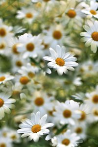 Veld met witte madeliefjes door Christina Sillen