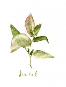 Verse basilicumplant