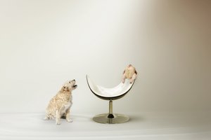 Het kipdilemma van de hond door Christine von Diepenbroek