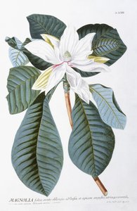 Magnolia, 1750-1773