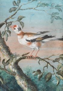 Een vogel zittend op een tak door Christoph Ludwig Agricola