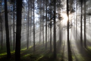 Zonnestralen in het mistige bos door Christoph Schaarschmidt