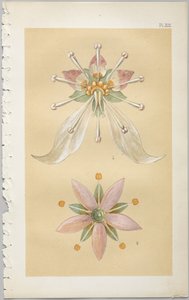 De kunst van decoratief ontwerp: met een bijlage, waarin de uren van de dag worden gegeven waarop bloemen opengaan, uitgegeven door Day & Son, Londen, 1862 door Christopher Dresser