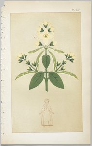 De kunst van decoratief ontwerp: met een bijlage, waarin de uren van de dag worden gegeven waarop bloemen opengaan, uitgegeven door Day & Son, Londen, 1862