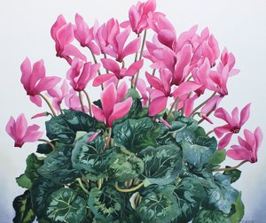 Cyclamen Portret
