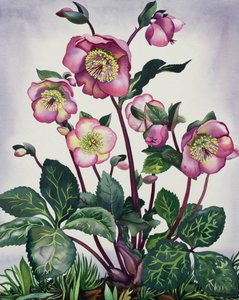 Helleborus