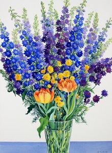Ridderspoor en Delphiniums
