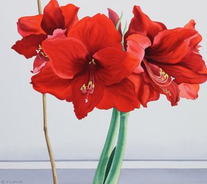Rode Amaryllis
