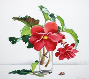 Rode begonia door Christopher Ryland
