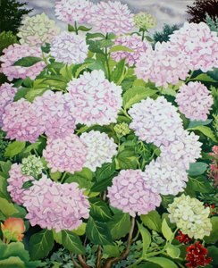 Witte hortensia
