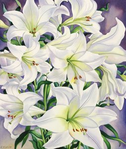 Witte lelies door Christopher Ryland
