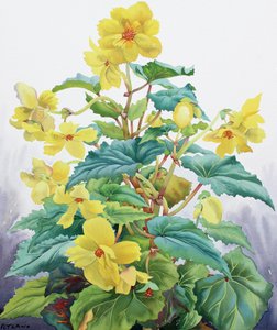 Gele Begonia 2 door Christopher Ryland