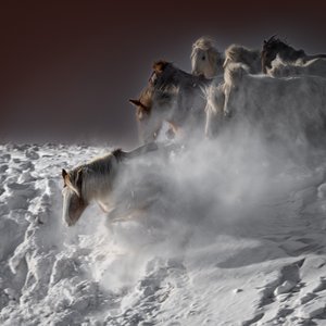 Galopperende sneeuwhorses