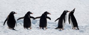 Pinguïns tijdens een wandeling in de sneeuw door Chuanxu Ren