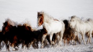 Wilde paarden in winterse beweging