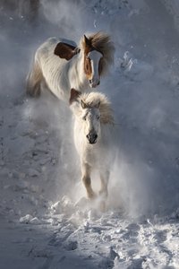 Wilde winterpaarden