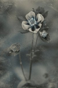  door Cicek Kiral