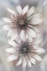  door Cicek Kiral