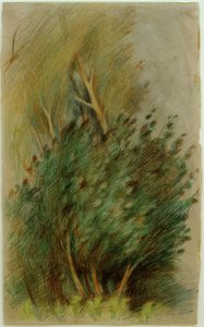 Tucheler Heide (Bosstudie)