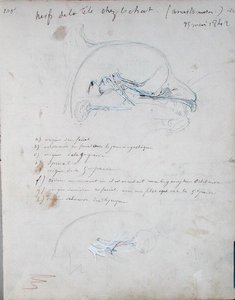 Zenuwstelsel in het hoofd van een kat (mei 1842) door Claude Bernard