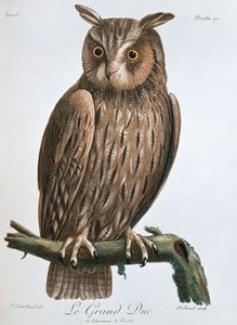 Le Grand Duc, Oehoe, 1799-1808