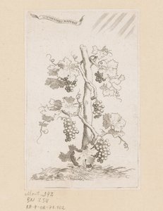 Druivelaar