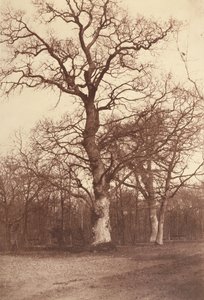 Studie van Bomen, Bois de Boulogne