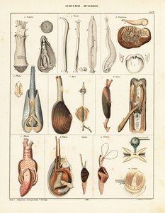 Anatomie van tweekleppige weekdieren