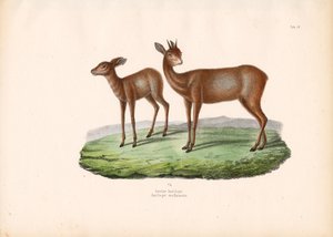 Kaapse Grysbok