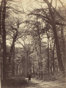 Bosgezicht,c. 1865 (foto)
