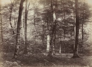 Zonder titel Het bos van Fontainebleau, ca. 1874 door Constant Alexandre Famin