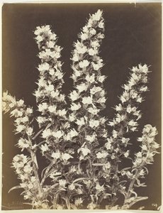 Zonder titel [bloeiende plant], c. 1870