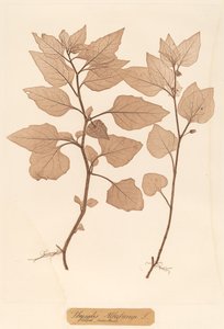 Physalis Alkekengi door Constetin von Ettinghausen and Alois Pokorny